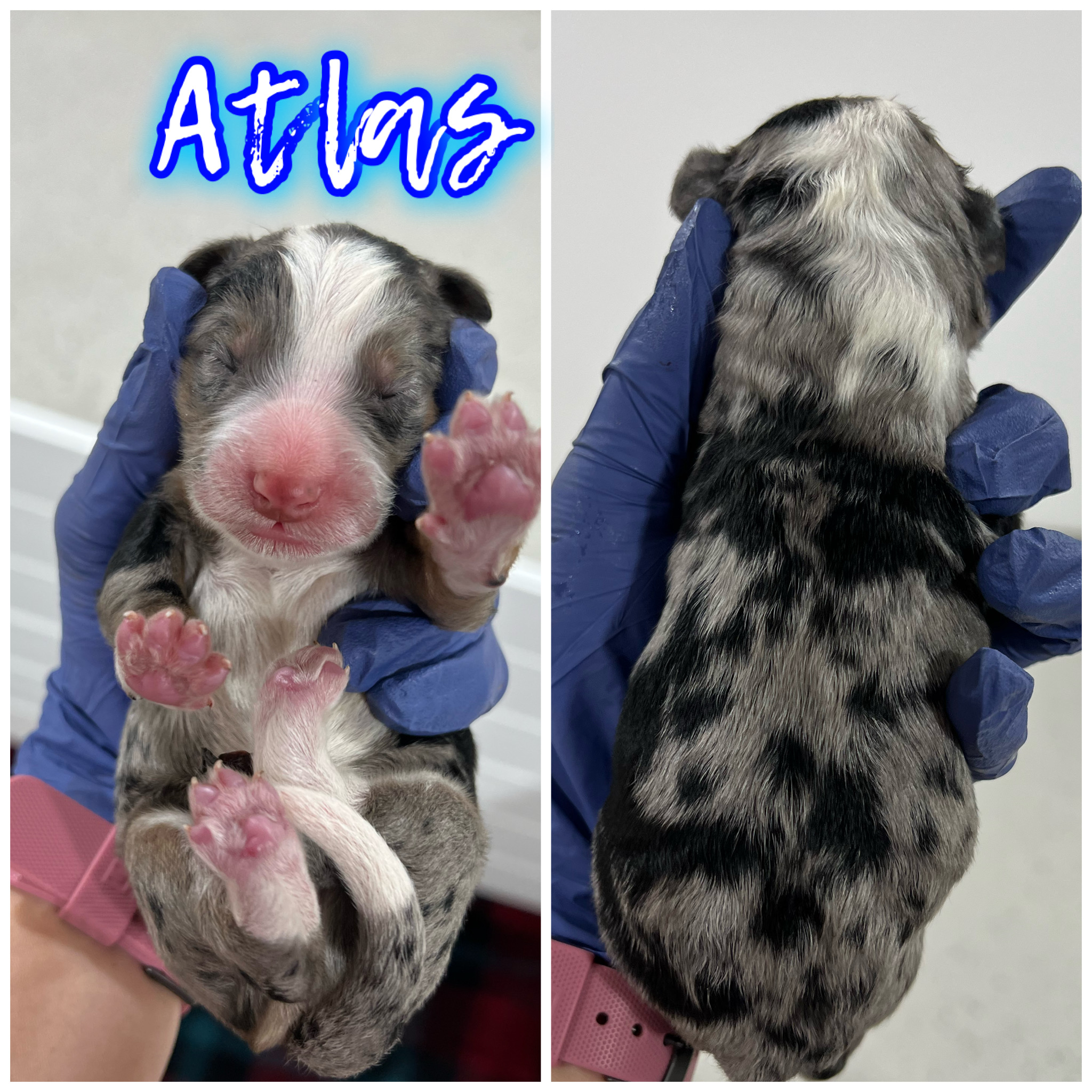 Atlas