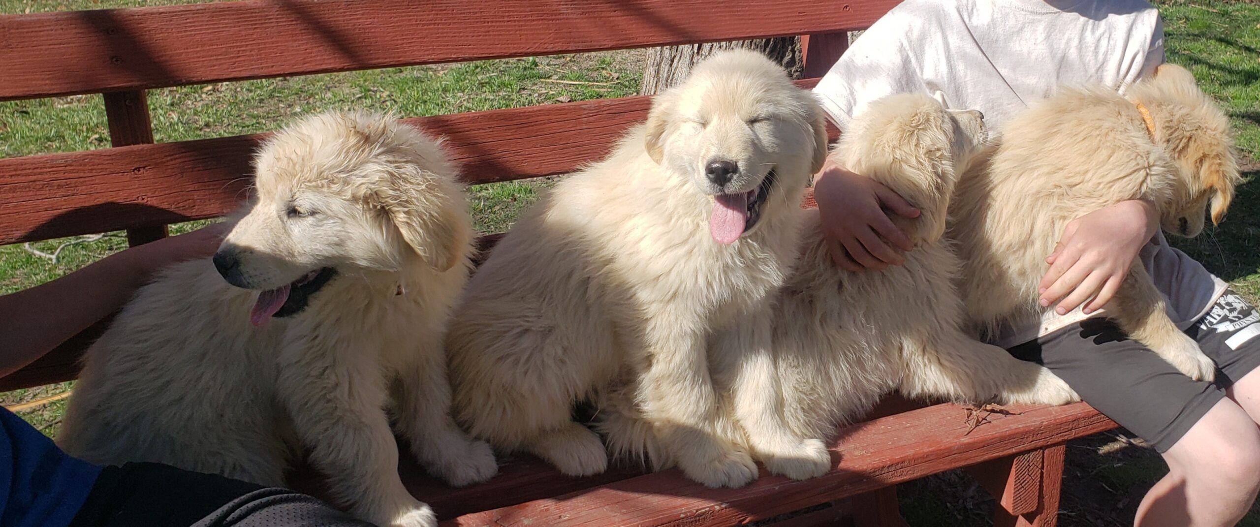 8 Golden/Pyrenees