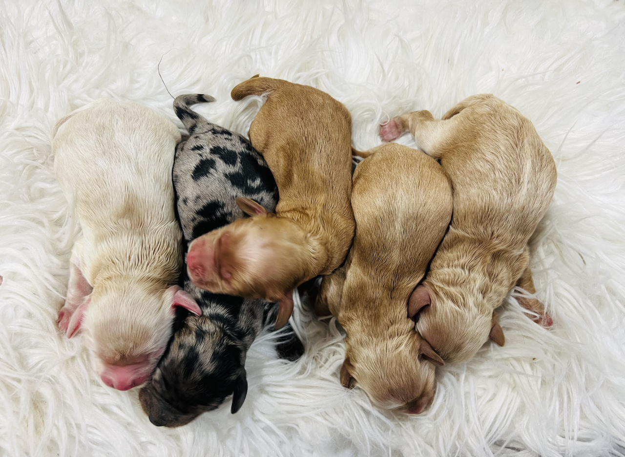 Rainbow Cockapoos